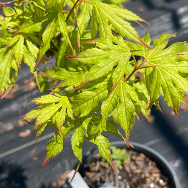 Acer palmatum 'Julia' Reticulated Japanese Maple - Maple Ridge Nursery